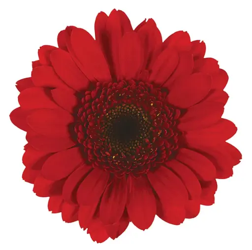 Gerbera Mini Suri 