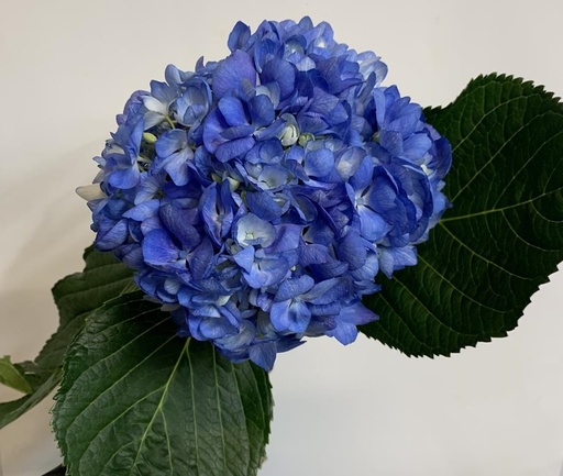 Hydrangea Shocking Blue Premium 