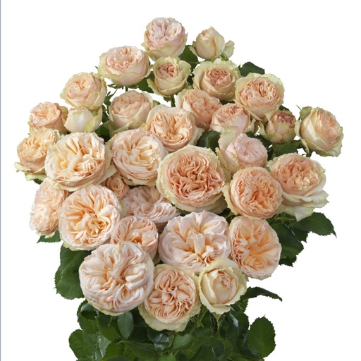 Spray Rose Gentle Trendsetter 50 CM