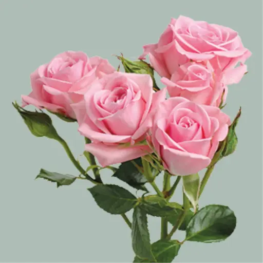 Spray Rose Odilia 50cm 