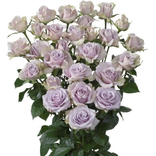 Spray Rose Silver Shadow 50cm
