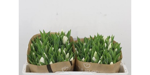 Tulip Royal Virgin